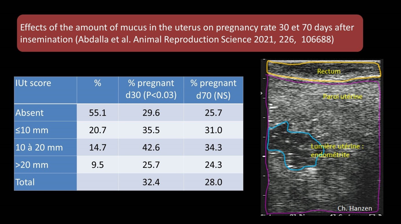 Mucus in the uterus