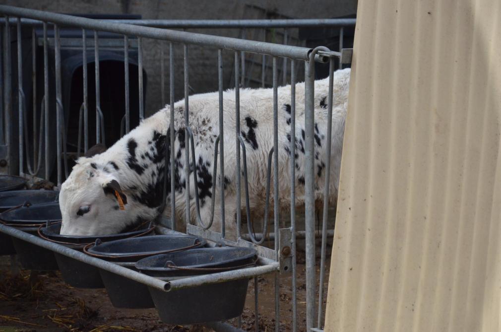 Assurer la bonne pousse et santé veaux BB 4