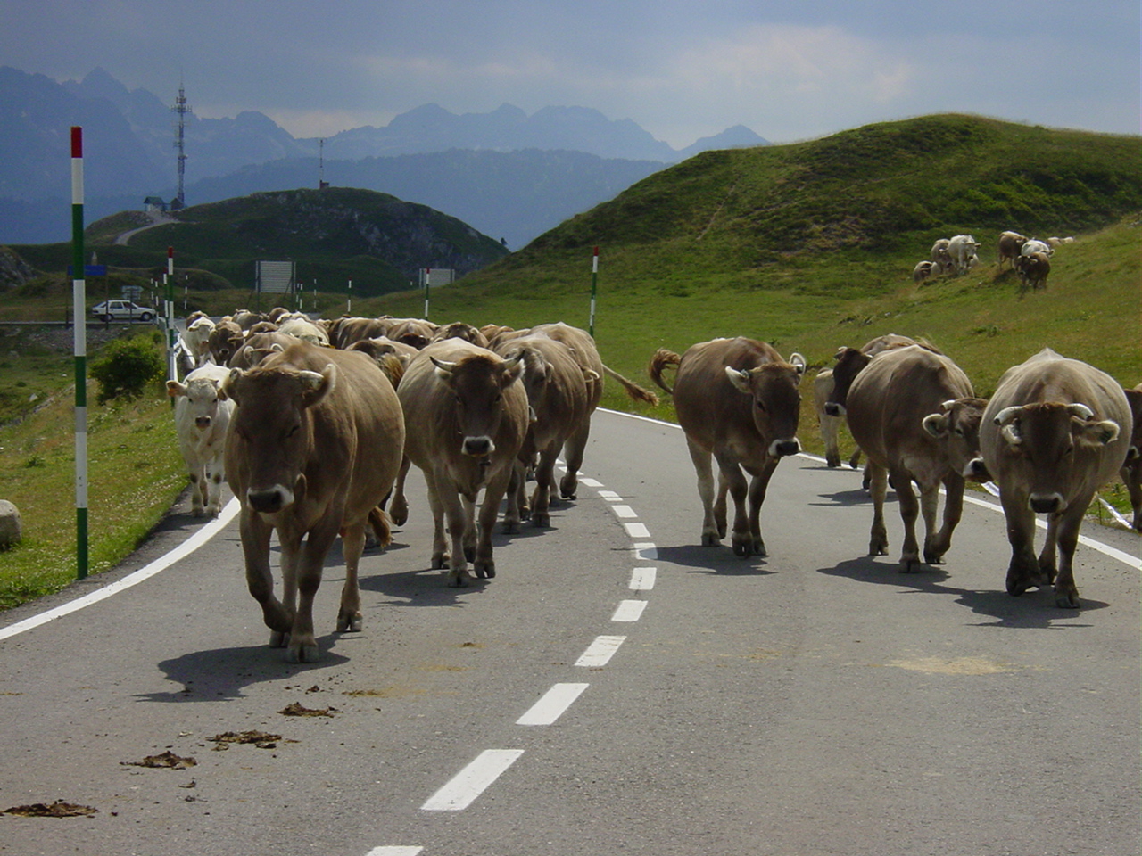 Vaches au Val d’Aran