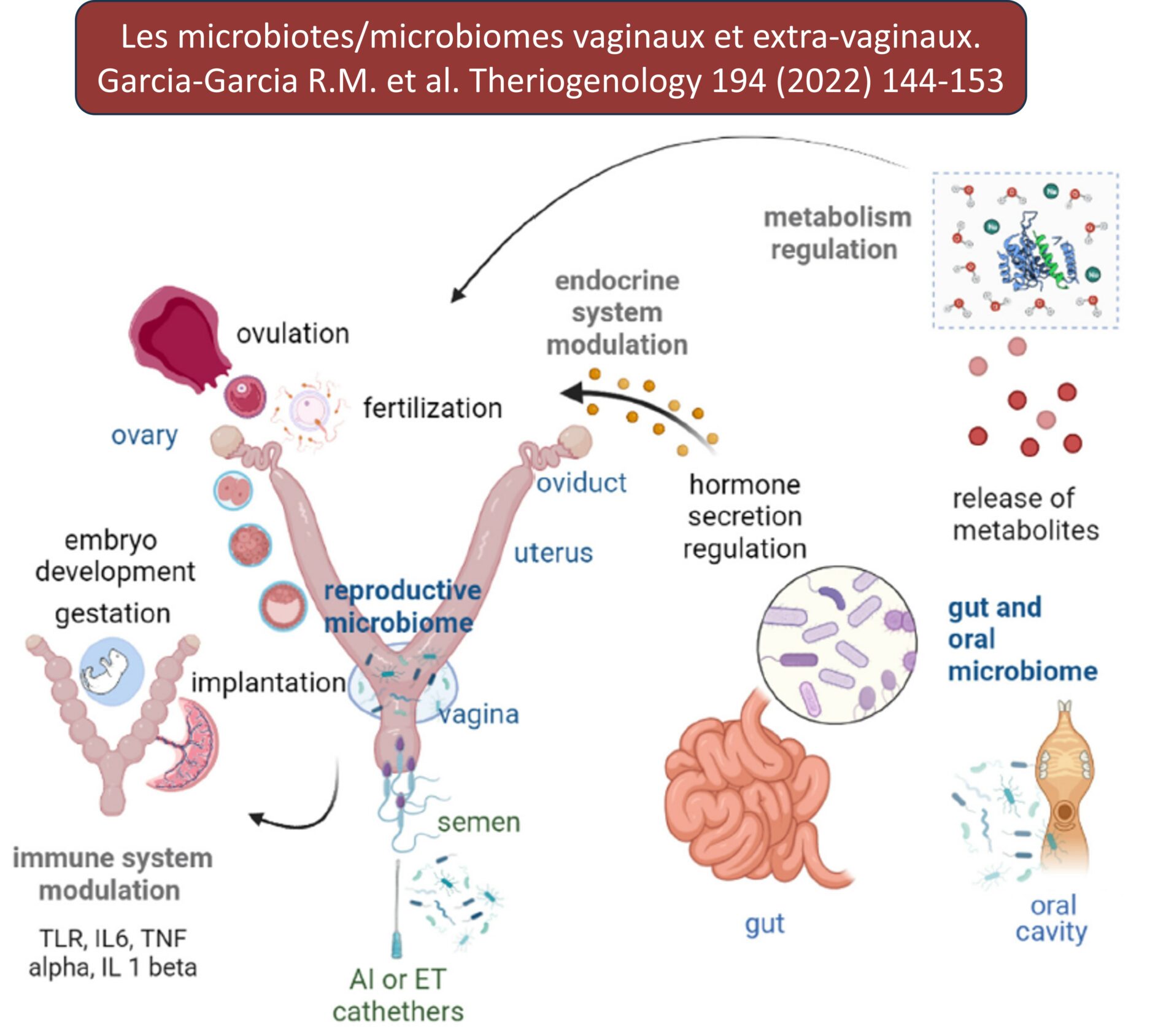 Garcia 2023 microbiomes genitaux