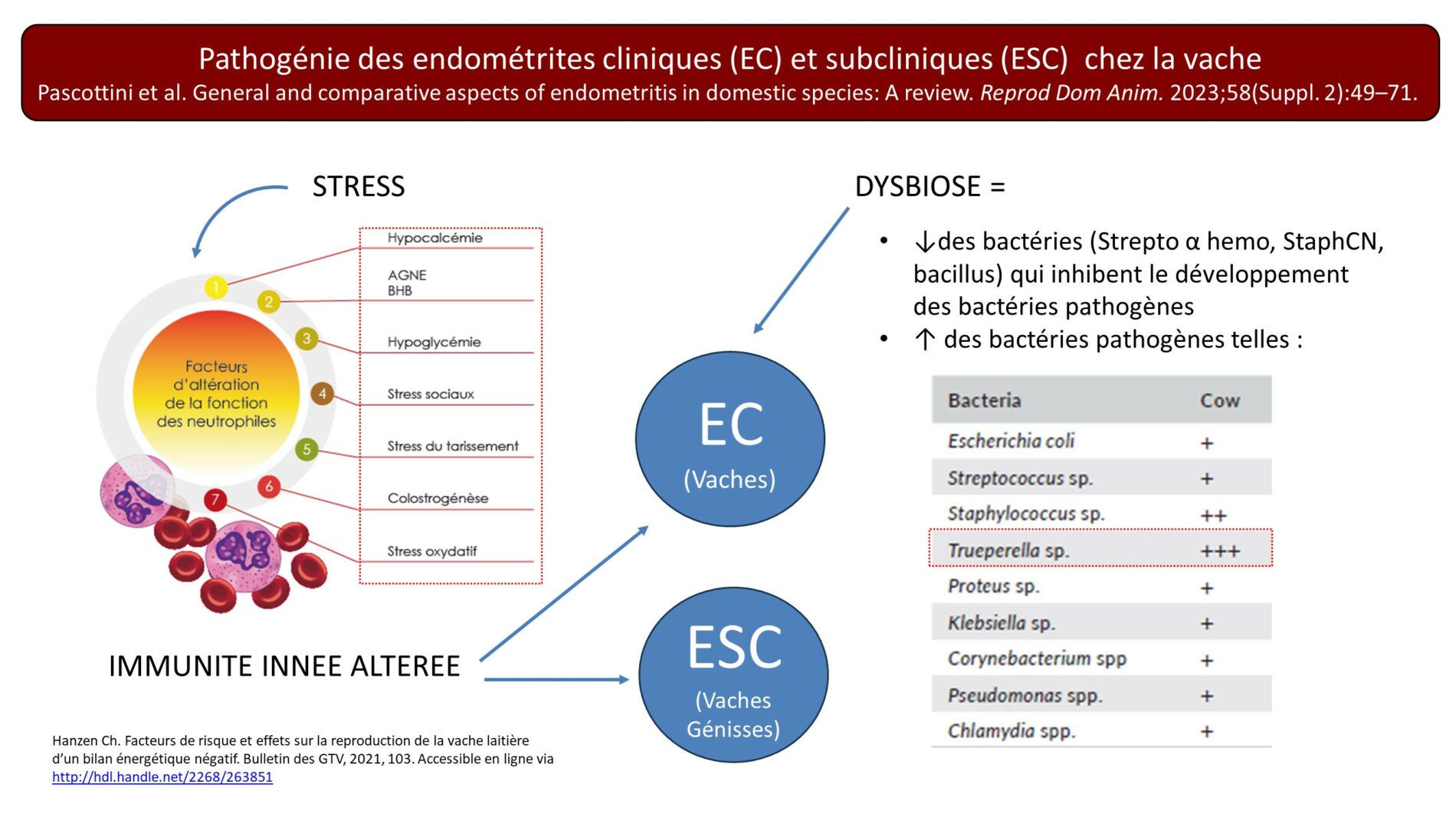 Pascottini 2023 pathogenie infections uterines