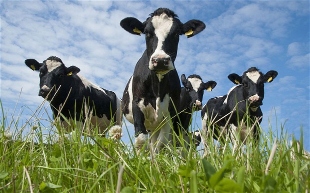 dairy_cows
